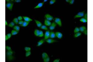Immunofluorescence staining of Hela cells with ABIN7164105 at 1:200, counter-stained with DAPI. (PRDM11 anticorps  (AA 63-215))