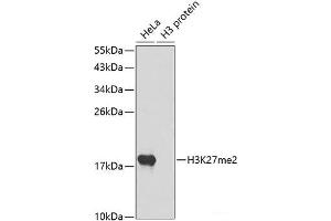 Western blot analysis of extracts of various cell lines using DiMethyl-Histone H3-K27 Polyclonal Antibody. (Histone 3 anticorps  (2meLys27))