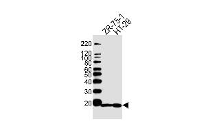 Western blot analysis of lysates from ZR-75-1, HT29 cell line (from left to right), using AGR2 Antibody (Center) (ABIN390227 and ABIN2840704). (AGR2 anticorps  (AA 95-124))
