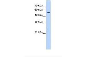 Image no. 2 for anti-Ring Finger Protein 8 (RNF8) (AA 351-400) antibody (ABIN320515) (RNF8 anticorps  (AA 351-400))