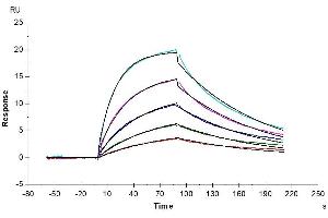 Human ICOS (Q50A), hFc Tag captured on CM5 Chip via Protein A can bind Human B7-H2, His Tag with an affinity constant of 25.