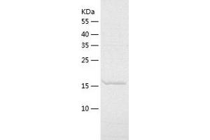 Western Blotting (WB) image for Protein tyrosine Phosphatase Type IVA, Member 2 (PTP4A2) (AA 2-167) protein (His-IF2DI Tag) (ABIN7124678)