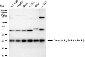 Western blotting analysis using Core-binding factor subunit beta antibody (ABIN7798155).