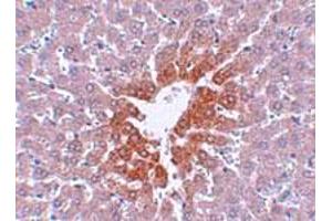 Immunohistochemical staining of rat liver tissue with 2. (JMJD7 anticorps  (C-Term))