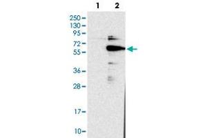 Western blot analysis of HEK293T cell lysate using DGCR14 polyclonal antibody .