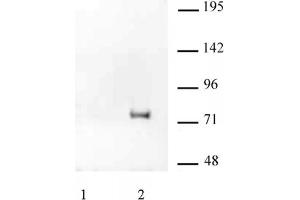HA Tag mAb tested by IP / Western blot. (HA-Tag anticorps)