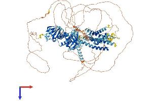 AlphaFold protein structure predicition of Mouse Recombinant Kcnh2 Protein, UniprotID O35219