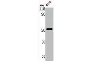 Western Blot analysis of K562 cells using eIF2Bγ Polyclonal Antibody