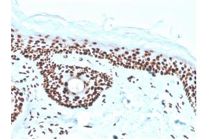 Formalin-fixed, paraffin-embedded human skin stained with Nucleophosmin Recombinant Mouse Monoclonal Antibody (rNPM1/1901).
