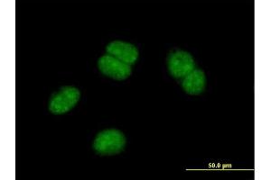 Immunofluorescence of purified MaxPab antibody to OBFC2B on HeLa cell. (SSBP1 anticorps  (AA 1-211))