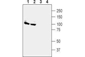 Western blot analysis of rat (lanes 1 and 3) and mouse (lanes 2 and 4) brain membranes: - 1,2.