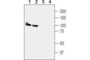 Western blot analysis of rat (lanes 1 and 3) and mouse (lanes 2 and 4) brain membranes: - 1,2. (ATP1A2 anticorps  (Intracellular, N-Term))