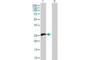 Western Blot analysis of TNFSF11 expression in transfected 293T cell line by TNFSF11 MaxPab polyclonal antibody.