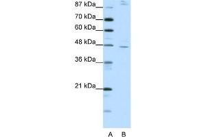 WB Suggested Anti-NR2F2 Antibody Titration:  1. (NR2F2 anticorps  (C-Term))