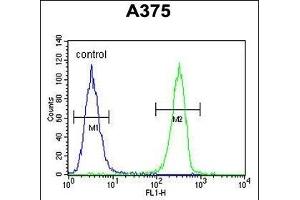 HOXA9 Antibody (C-term) (ABIN653066 and ABIN2842667) flow cytometric analysis of  cells (right histogram) compared to a negative control cell (left histogram). (HOXA9 anticorps  (C-Term))