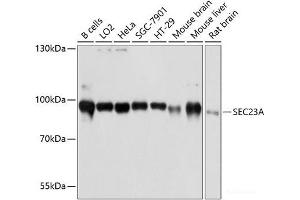 Western blot analysis of extracts of various cell lines using SEC23A Polyclonal Antibody at dilution of 1:3000. (SEC23A anticorps)