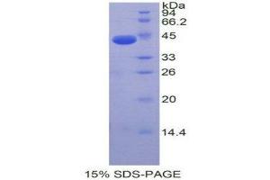 SDS-PAGE (SDS) image for Natriuretic Peptide A (NPPA) protein (ABIN1078936) (NPPA Protéine)