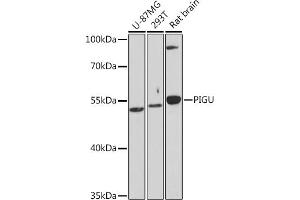 Western blot analysis of extracts of various cell lines, using PIGU Rabbit pAb (ABIN7269291) at 1:1000 dilution. (PIGU anticorps)
