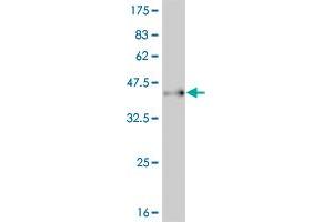 Western Blot detection against Immunogen (37. (PAX7 anticorps  (AA 411-520))