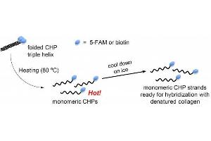 CHP tends to slowly self-assemble into CHP triple helices in solution during storage. (Collagen (COL) peptide (Cy3))