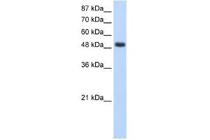WB Suggested Anti-RBMS1 Antibody Titration:  1. (RBMS1 anticorps  (Middle Region))
