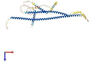 AlphaFold protein structure predicition of Human Recombinant CDR2 Protein, UniprotID Q01850