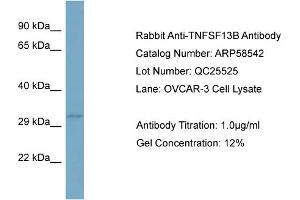 WB Suggested Anti-TNFSF13B  Antibody Titration: 0. (BAFF anticorps  (N-Term))