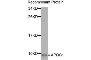 Western Blotting (WB) image for anti-Apolipoprotein C-I (APOC1) antibody (ABIN1876830) (APOC1 anticorps)
