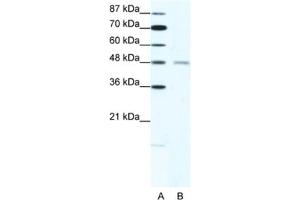 Western Blotting (WB) image for anti-Cholinergic Receptor, Nicotinic, delta (Muscle) (CHRND) antibody (ABIN2463736) (CHRND anticorps)