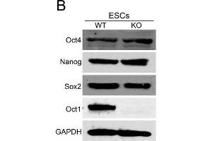 Abnormal developmental gene induction in ESCs lacking Oct1.