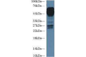 Western Blot; Sample: Human Lung lysate; Primary Ab: 1µg/ml Rabbit Anti-Human AGER Antibody Second Ab: 0. (RAGE anticorps  (AA 91-274))