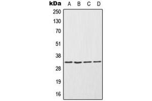 Western blot analysis of ENDOG expression in NCIH292 (A), HepG2 (B), Raw264. (Endonuclease G anticorps  (Center))