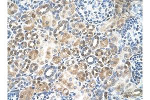 RFC5 antibody was used for immunohistochemistry at a concentration of 4-8 ug/ml to stain Epithelial cells of renal tubule (arrows) in Human Kidney.