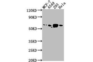 Western Blot Positive WB detected in: MCF-7 whole cell lysate, A549 whole cell lysate, 293 whole cell lysate, Hela whole cell lysate All lanes: PDE1B antibody at 1:1000 Secondary Goat polyclonal to rabbit IgG at 1/50000 dilution Predicted band size: 62, 60 kDa Observed band size: 62 kDa (PDE1B anticorps  (AA 1-277))