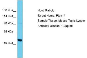 Host: Rabbit Target Name: PTPN14 Sample Tissue: Mouse Testis Antibody Dilution: 1ug/ml