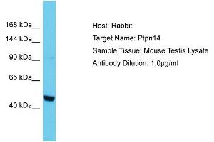 Host: Rabbit Target Name: PTPN14 Sample Tissue: Mouse Testis Antibody Dilution: 1ug/ml (PTPN14 anticorps  (N-Term))