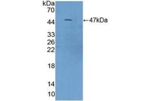 Western blot analysis of recombinant Mouse C9. (C9 anticorps  (AA 136-512))