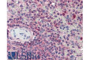 ABIN185516 (5µg/ml) staining of paraffin embedded Human Spleen. (KPNB1 anticorps  (C-Term))