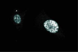 Immunofluorescent staining on BC3H1 cells (PARP1 anticorps  (AA 22-219))