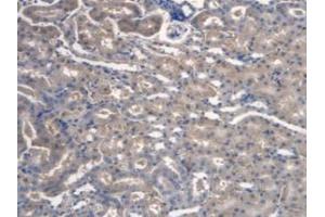 IHC-P analysis of Mouse Kidney Tissue, with DAB staining. (TMEM27 anticorps  (Leu222))
