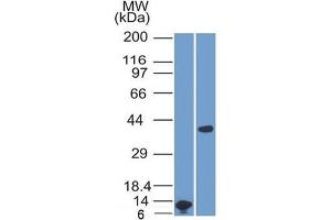Western Blot Analysis A) Recombinant ARG1 Protein Fragment (B) human Liver lysate Using ARG1 Mouse Monoclonal Antibody (ARG1/1125). (Liver Arginase anticorps  (AA 11-97))