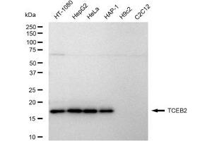 Western blotting analysis using TCEB2 antibody (ABIN7800585).