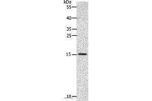 Western blot analysis of Human fetal brain tissue, using CST3 Polyclonal Antibody at dilution of 1:2400 (CST3 anticorps)