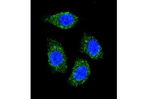 Confocal immunofluorescent analysis of TNFSF15 Antibody (Center) (ABIN655822 and ABIN2845246) with Hela cell followed by Alexa Fluor® 489-conjugated goat anti-rabbit lgG (green). (TNFSF15 anticorps  (AA 148-175))
