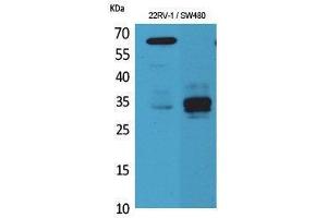Western Blotting (WB) image for anti-Surfactant Protein A1 (SFTPA1) (Internal Region) antibody (ABIN3178222) (Surfactant Protein A1 anticorps  (Internal Region))