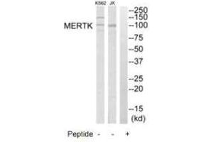 Western blot analysis of extracts from K562 cells and Jurkat cells, using MERTK antibody. (MERTK anticorps  (N-Term))