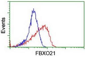 Image no. 3 for anti-F-Box Protein 21 (FBXO21) antibody (ABIN1498232) (FBXO21 anticorps)