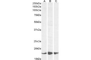 ABIN184738 (1µg/ml) staining of Human (A) and (0.
