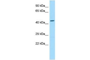 WB Suggested Anti-SLC35G2 Antibody Titration: 1. (SLC35G2 anticorps  (C-Term))