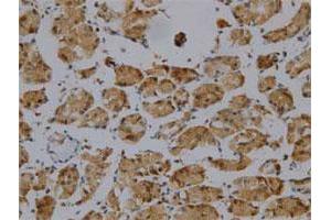 Immunohistochemical staining of human normal stomach tissue section with GKN1 monoclonal antibody, clone 26  at 1:100 dilution. (Gastrokine 1 anticorps  (AA 91-199))